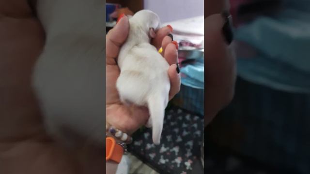 Аяз Хакан 1 день щенок чихуахуа мальчик белый, питомник собак Кастропуло Крым Симферополь,новорожде смотреть онлайн