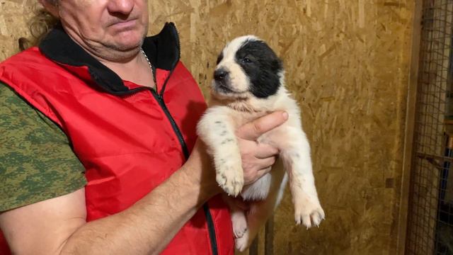 1.Сука бело-тигровая от Огонёк*Батый.Правнучка БУЛЬДОЗЕРА,ТОПАЗА.ЩенокСАО/алабай.РКФ/FCI+7915778778 смотреть онлайн