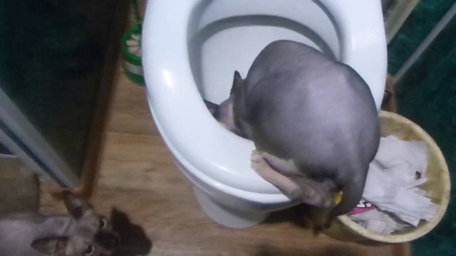 катэ пьет из унитаза смотреть онлайн