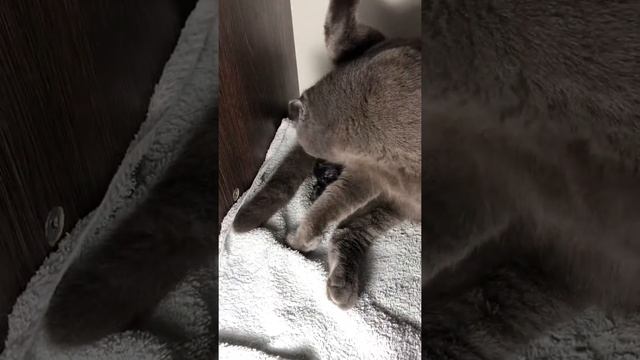 Кошка рожает.