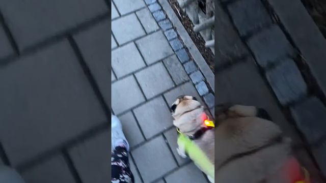 Послушный мопс Демид смотреть онлайн