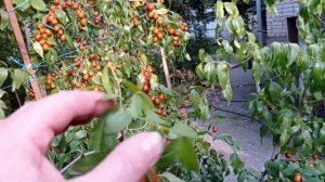 Зизифус или китайский финик. Обилие плодов просто поражает.