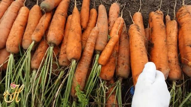 Обзор сортов моркови 2017г. смотреть онлайн