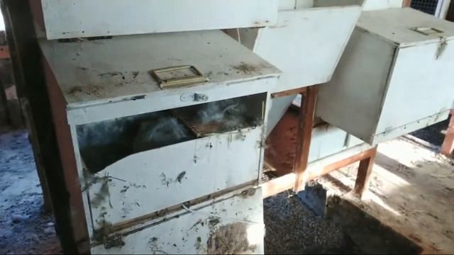 ?Осмотр гнезд. Гибель крольчат. Кукование. Воспитание крольчих. #Макляк #Макрол смотреть онлайн