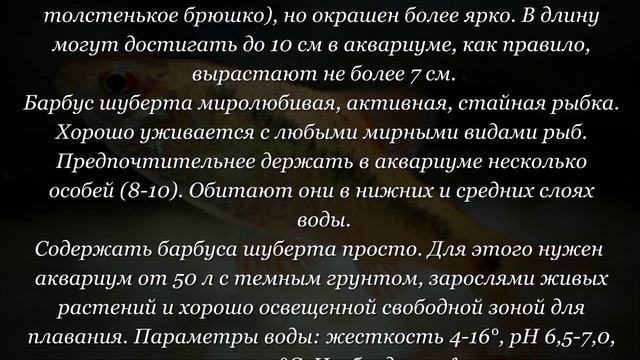 Аквариумная рыбка Барбус Шуберта смотреть онлайн