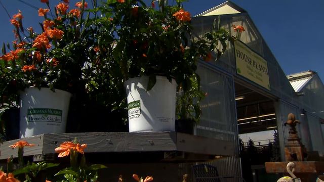 New crossandras flourish inside or out смотреть онлайн