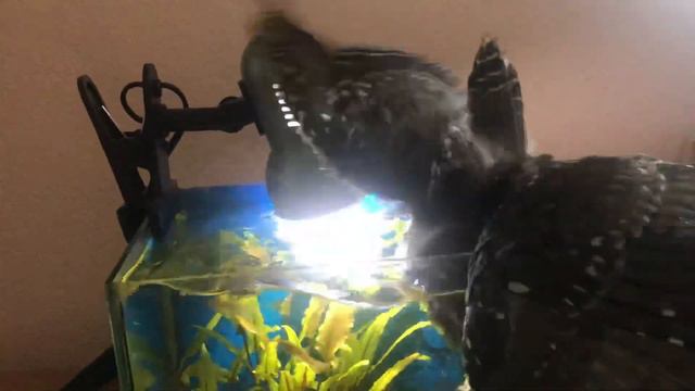 Сова водолаз или когда обделён интеллектом)) смотреть онлайн