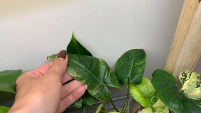 ЦВЕТОЧНЫЙ ВЛОГ 3| Комнатные растения. Джунгли дома. Обзор моей коллекции после переезда. смотреть онлайн