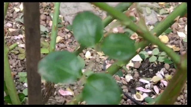 Осенняя обрезка роз , надо ли? И как этого добиться? смотреть онлайн