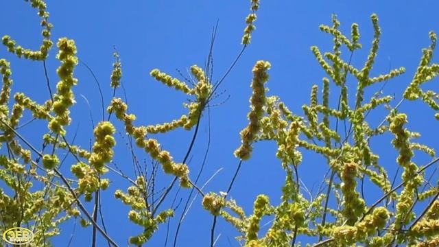 Цветёт Вяз Мелколистный (Карагач) смотреть онлайн