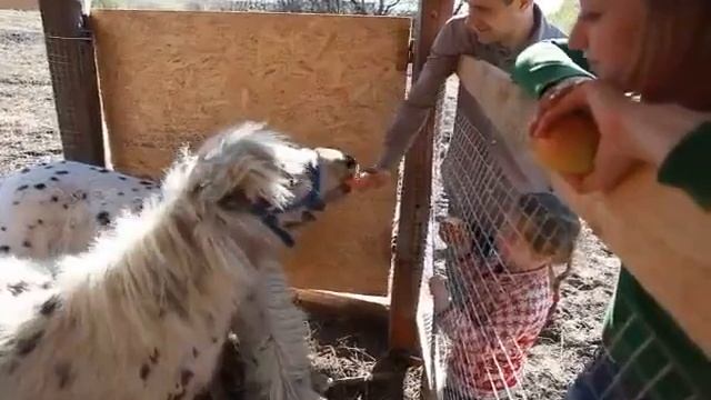 Ферма мини пони в Москве, 8(916)702-11-08 смотреть онлайн