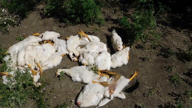 Куница наносит урон смотреть онлайн