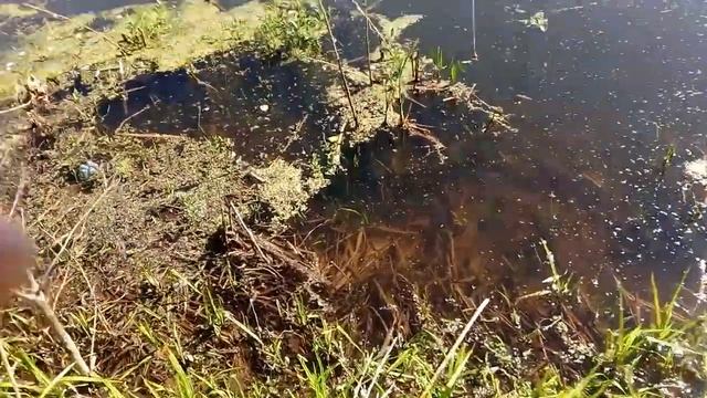 Ловля ротана в мае на крючёк из проволоки смотреть онлайн