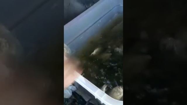 что поймали в Лопатино село самарская область 23 апреля 2023 года. смотреть онлайн