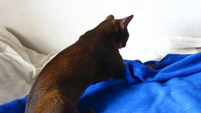 Кошка, которая взбивает перину