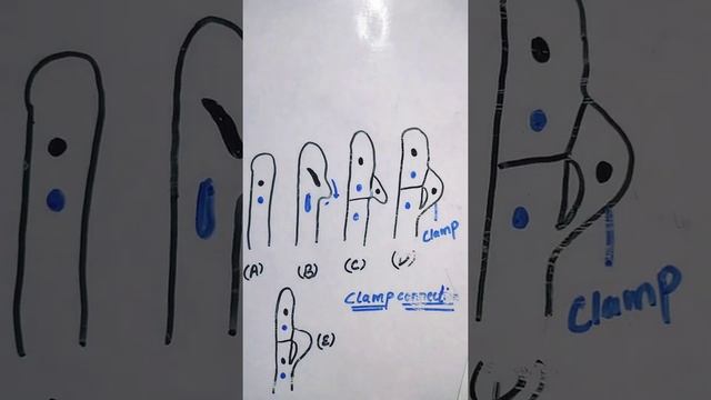 Clamp Connection l Cell division in Basidiomycotina l UPSC botany l M.sc l B.sc l Biology By Neha? смотреть онлайн