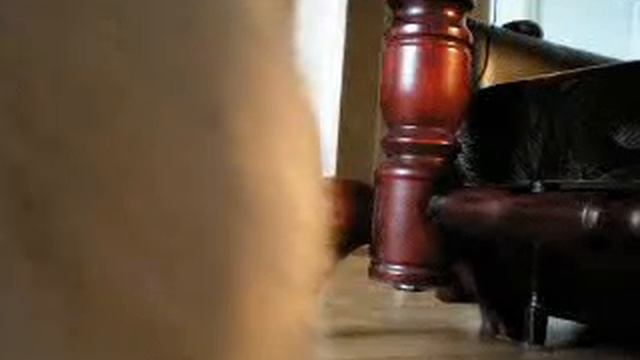 Evil Cat смотреть онлайн