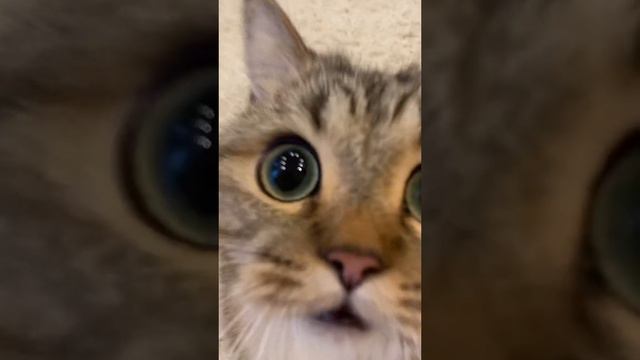 Хорошая полифония