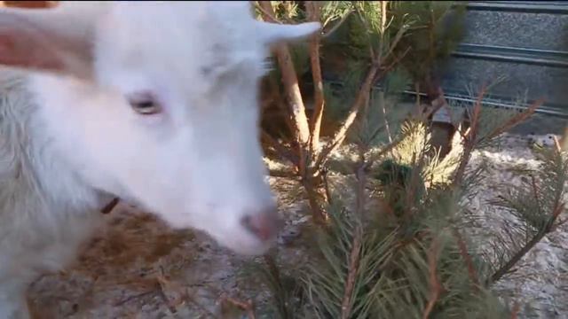 Акция "Прощай, елка!", Костанай 2017 смотреть онлайн