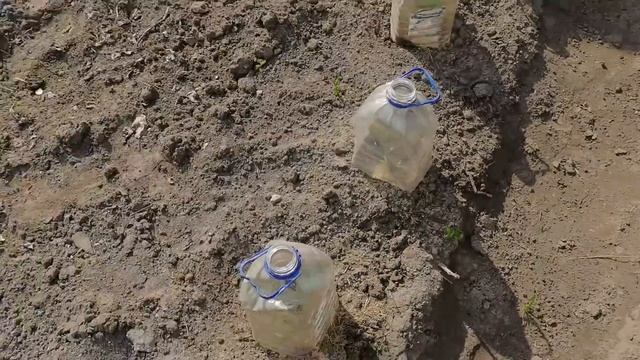 Новый супер шланг- не нарадоваться. Куплю еще один / НЕ обычная посадка лука и острых перцев смотреть онлайн