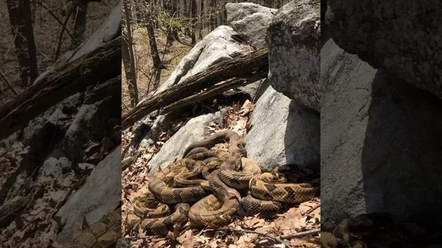 ЛЕСНАЯ ГРЕМУЧАЯ ЗМЕЯ. смотреть онлайн