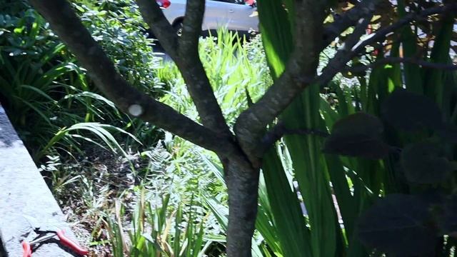 HOW TO PRUNE CERCIS CANADENSIS - SUMMER PRUNING OF 'MERLOT'