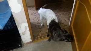 Вязка французких бульдогов. +18