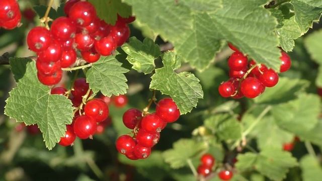 Кушаю на даче вкусные ягоды