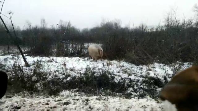 Год свиньи пришёл чуть раньше, чем мы ожидали. ?? смотреть онлайн