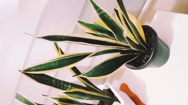 Day 8 - Sansevieria trifasciata 'Black Gold Extreme' (54days before year 2022, My plant journey) смотреть онлайн
