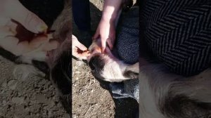 Как кастрировать кабанчика в домашних условиях.