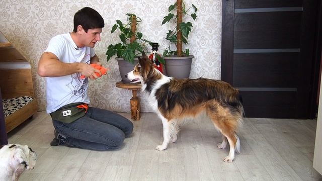 Команда Назад ? Как научить собаку идти задом по команде ? Необычная дрессировка щенка трюк Реверс смотреть онлайн