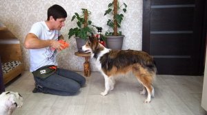 Команда Назад ? Как научить собаку идти задом по команде ? Необычная дрессировка щенка трюк Реверс