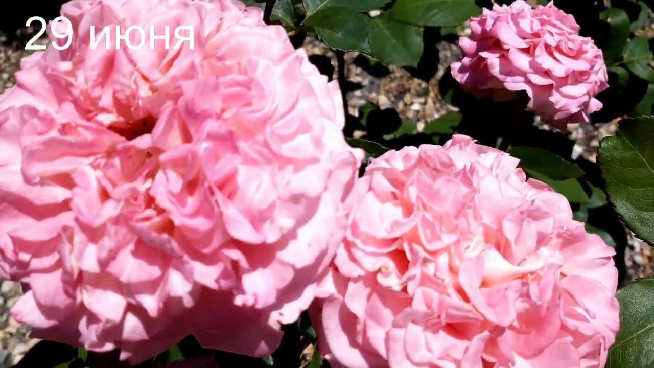 Эшли смотреть онлайн