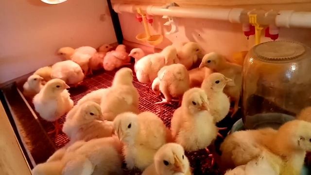 Брудер своими руками. Брудер из металлического профиля.