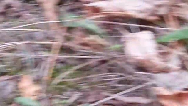 Грибы Где икать.Охота,поиск грибов.Лес,отдых,природа. смотреть онлайн