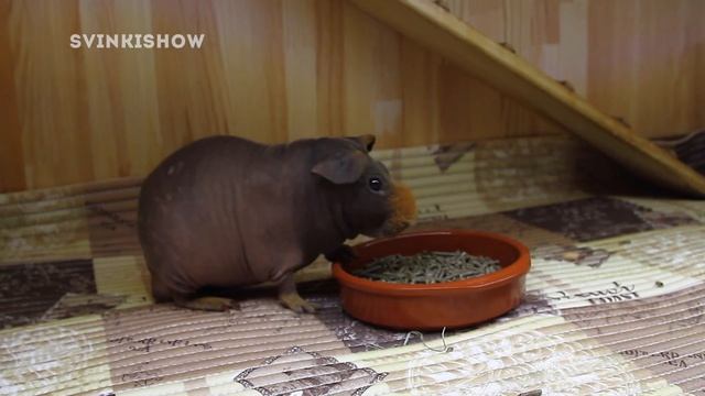 ГДЕ КУПИТЬ МОРСКУЮ СВИНКУ: Питомник Или Зоомагазин? смотреть онлайн
