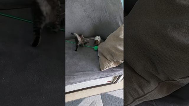 Том и Джерри. Начало смотреть онлайн