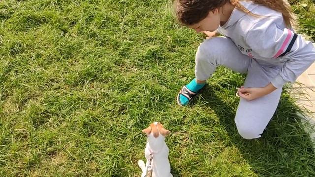 Первая прогулка Бони!!!!!!/ Моя собака 🐕/джек рассел терьер/pets show смотреть онлайн