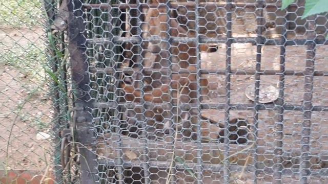 Рысь!!!! Сүлөөсүн!!!!!Город Каракол..... смотреть онлайн