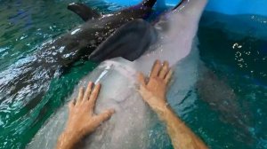 Одесса. Отель Немо-Обзор. Единственный в Европе отель с дельфинами.