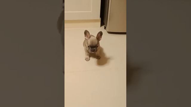 Французский бульдог.... всегда хочет есть))) смотреть онлайн