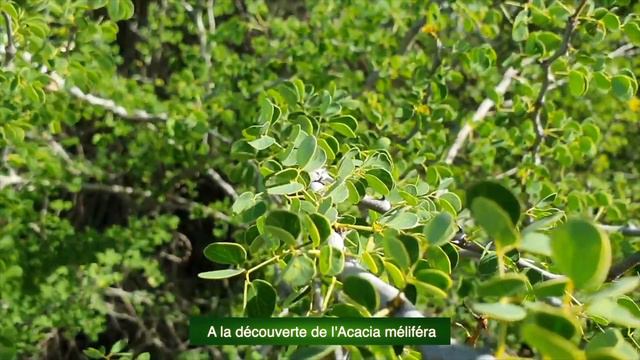 A LA DECOUVERTE DE L'ACACIA MELIFERA смотреть онлайн