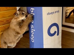 Месси бросился спасать Сашу из коробки! Пума Месси спешит на помощь!