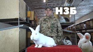 Новозеландский белый кролик. Описание породы