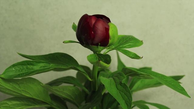 Peony Red Charm - Time Lapse смотреть онлайн