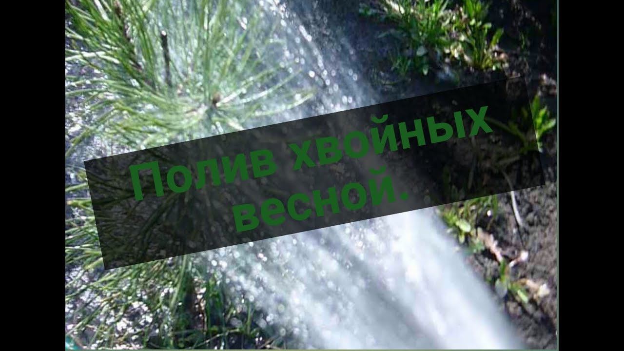 Как правильно поливать хвойные растения весной? Саженцы, сеянцы хвойных на доращивание - уход весной смотреть онлайн