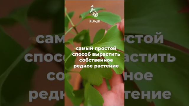 Самый легкий способ вырастить гинкго билоба смотреть онлайн