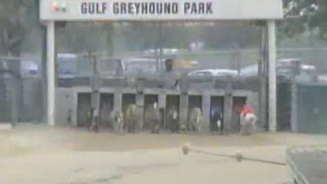 Gulf Greyhound Adoption Part 1/3 смотреть онлайн