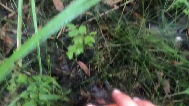 Костяника. Спелая, вкусная, полезная ягода. Ленобласть. смотреть онлайн